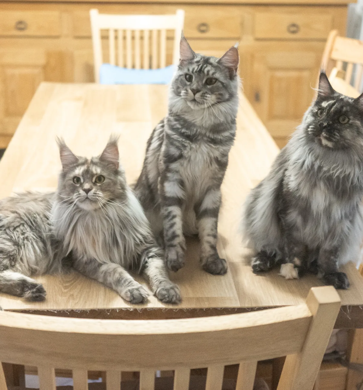 Avanacoon Galor's SIMI SHANIYA, Maine Coon blue tortie blotched tabby, et ses filles Abacoon's TORRY et Abacoon's TÉNÈ, élevage Abacoon
