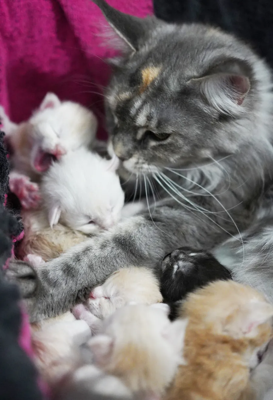 Chatons Maine Coon d'Avanacoon Galor's SIMI SHANIYA et d'OLDEN des Ptitboutdechats, portée du 13 octobre 2023, élevage Abacoon